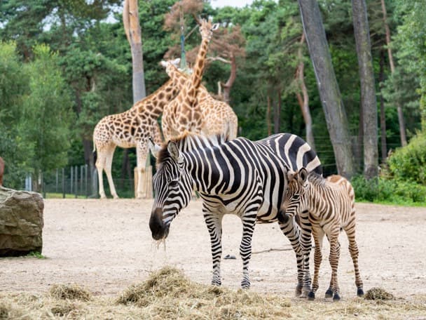 Burgers' Safari